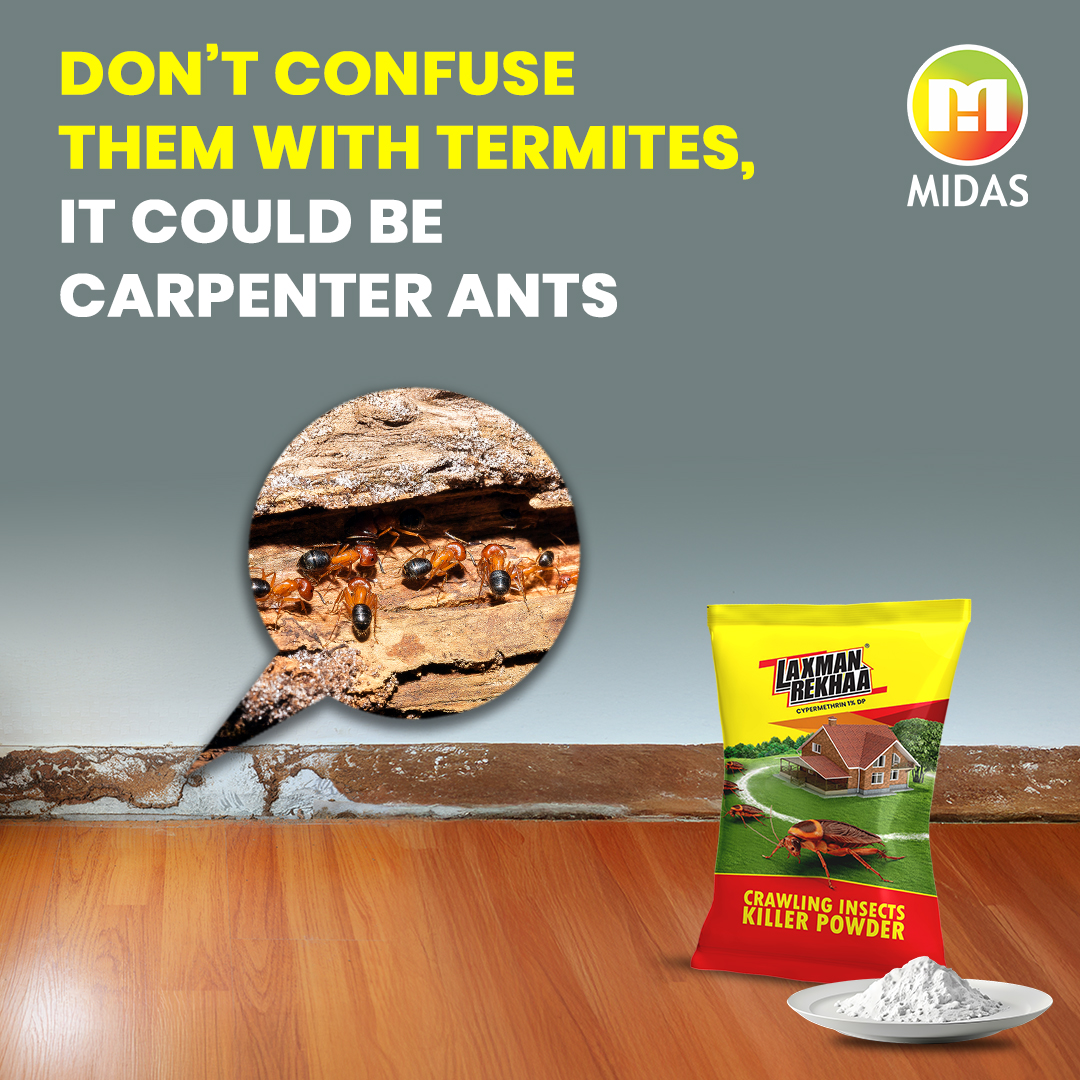 Lakshman rekhaa powder to kill carpenter ants